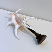 Image 9 of Coquillage Harpago Chiragra sur socle en bois tourné style fin XIXe
