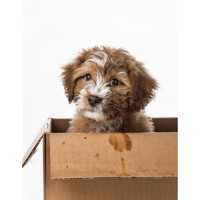 The mucky pup box 