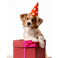 The birthday box 
