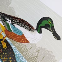 Image 2 of Northern Shoveler