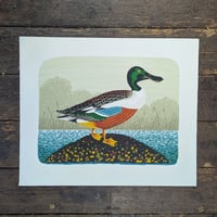 Image 1 of Northern Shoveler