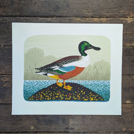 Image of Northern Shoveler