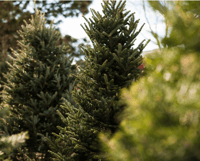 November 7 | Tree Farm Holiday Minis  ($25 deposit only)