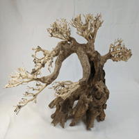 Image 1 of Bonsai Driftwood