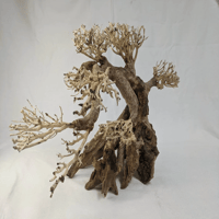 Image 2 of Bonsai Driftwood