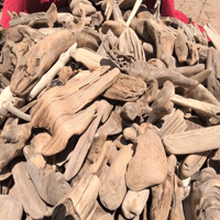 Image 3 of California Redwoods