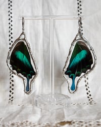 Image 2 of Silver Swallowtail