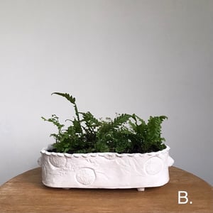 Image of The Mini Gardens