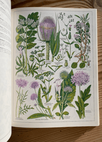 Image 2 of The New Concise British Flora W. Keeble Martin