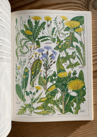 Image 5 of The New Concise British Flora W. Keeble Martin