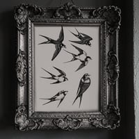 Art Print- Swallows