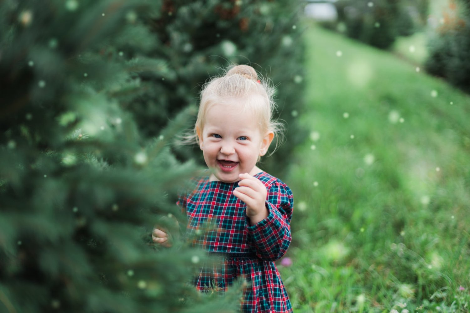 Image of Oct 18th - Christmas on the Tree Farm 