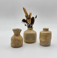 Image 1 of Sand dollar collection 