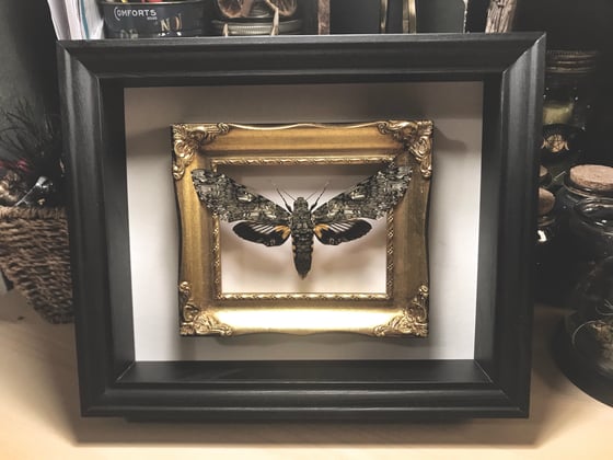 Image of Large Framed “Cocytius Duponchel” Hawk Moth