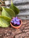 Purple Succulent Sulpture