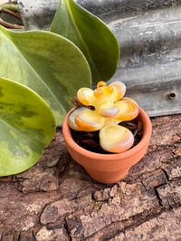 Image 1 of Yellow Succulent Sculpture