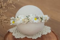 Newborn/Sitter Halo 47