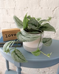 Silver Pothos 'Exotica', Large