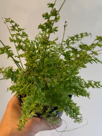 Cute As A Button Fern 4"