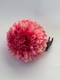 Image 1 of raspberry dahlia claw