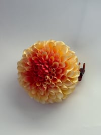 Image 1 of peach dahlia claw