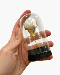 Shark tooth dome L