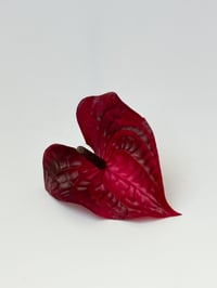 Image 1 of burgundy anthurium clip