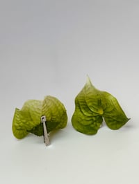 Image 2 of green anthurium clip