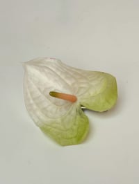 Image 1 of melon anthurium clip
