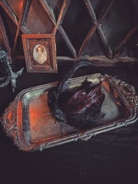 Image 2 of Black bird Fascinator 