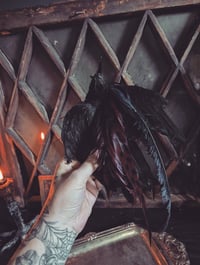 Image 1 of Black bird Fascinator 