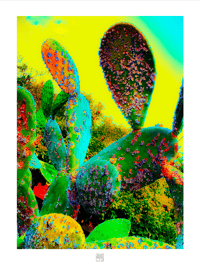 MASSIVE COLOR CACTUS