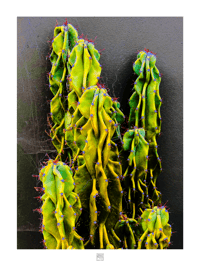 IS THIS A XMAS CACTUS