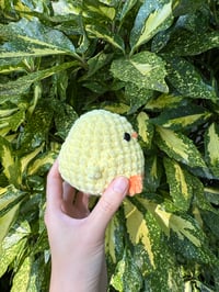 Image 2 of BABY CHICK