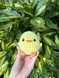 Image 1 of BABY CHICK