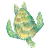 Image 1 of HONU STICKER