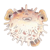 Image 1 of PORCUPINE FISH STICKER