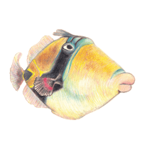Image 1 of HUMUHUMU STICKER
