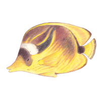 Image 1 of BUTTERFLYFISH STICKER