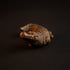 Crocodile resin figure Image 2