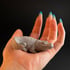 Crocodile resin figure Image 5