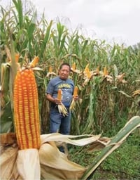 Image 5 of Amazon Native Breed Corn Seeds