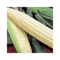 Image 6 of Amazon Native Breed Corn Seeds