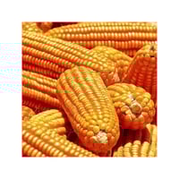 Image 7 of Amazon Native Breed Corn Seeds