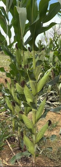 Image 2 of Amazon Native Breed Corn Seeds