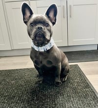 Image 1 of Comfort Dog Collar