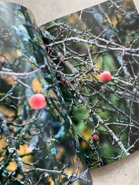 Image 3 of Brigham Baker - Only Apples