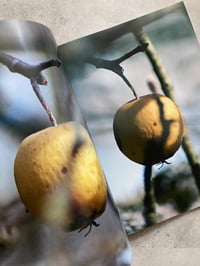 Image 4 of Brigham Baker - Only Apples