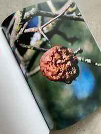 Image 5 of Brigham Baker - Only Apples