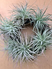 Image 1 of air plant wreath